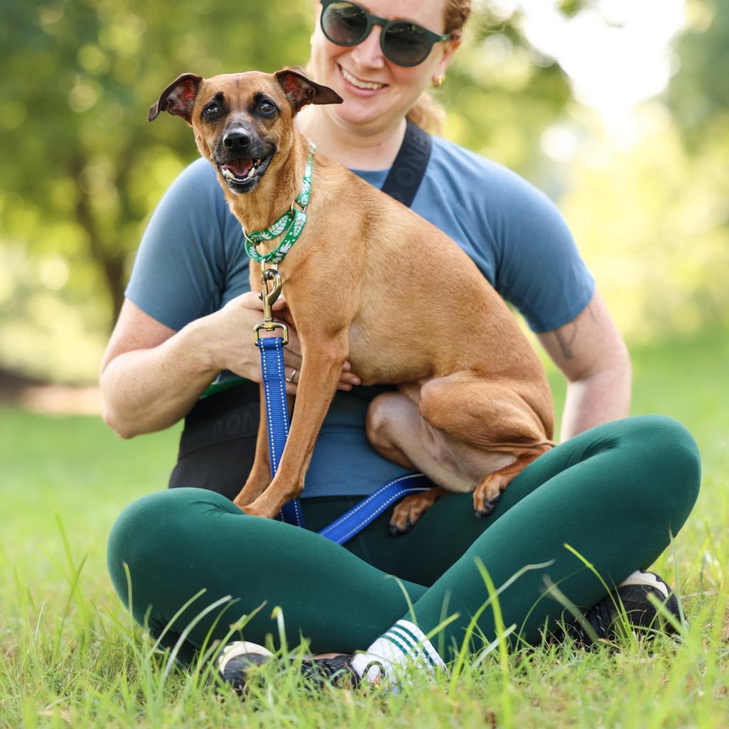 Josie, an adoptable Whippet in Durham, NC, 27704 | Photo Image 1