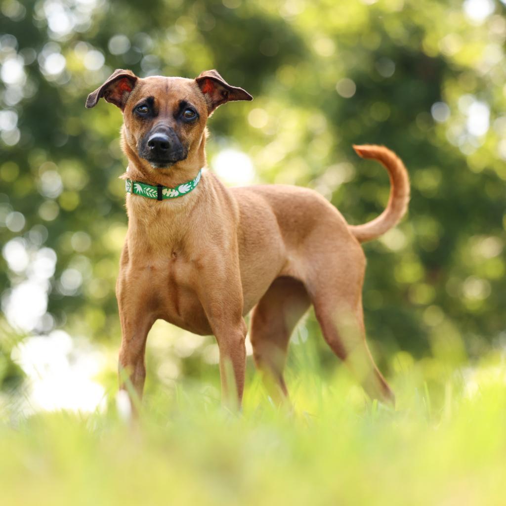 Josie, an adoptable Whippet in Durham, NC, 27704 | Photo Image 2