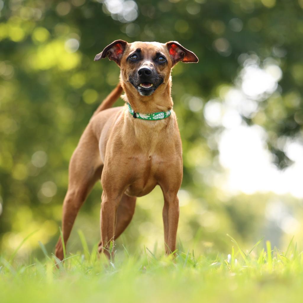 Josie, an adoptable Whippet in Durham, NC, 27704 | Photo Image 3