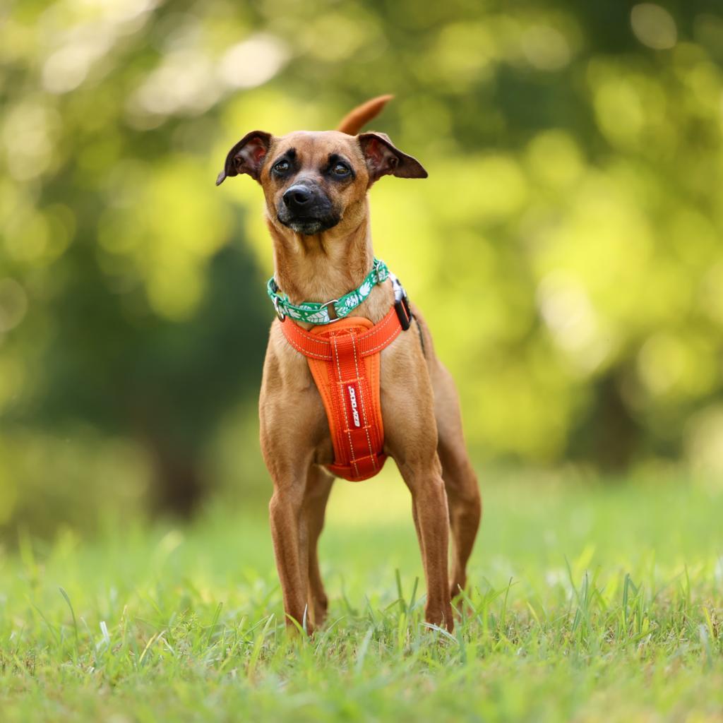 Josie, an adoptable Whippet in Durham, NC, 27704 | Photo Image 4