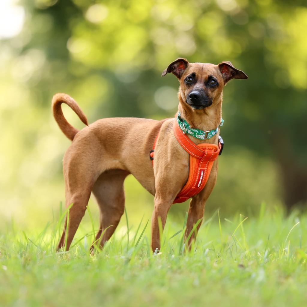 Josie, an adoptable Whippet in Durham, NC, 27704 | Photo Image 5