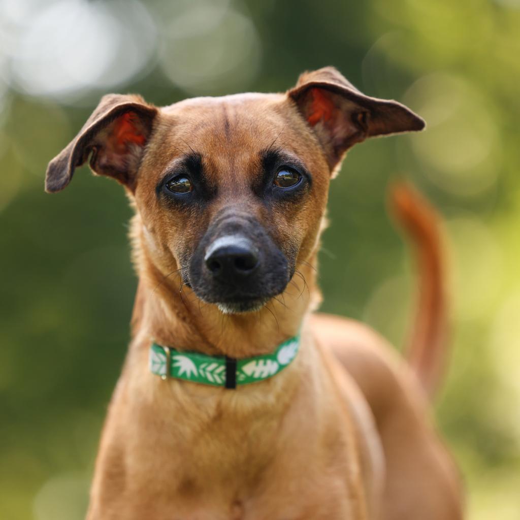 Josie, an adoptable Whippet in Durham, NC, 27704 | Photo Image 6