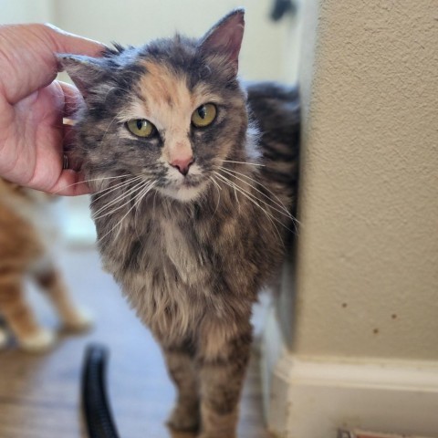 Josephine, an adoptable Domestic Long Hair in Meridian, ID, 83680 | Photo Image 1