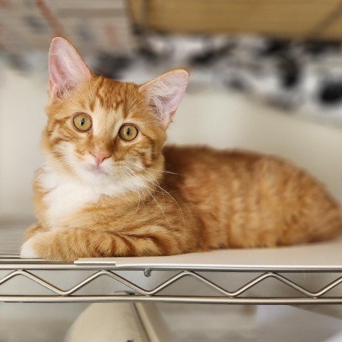 Jacque, an adoptable Domestic Short Hair in Meridian, ID, 83680 | Photo Image 1