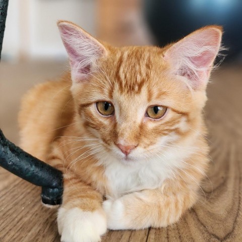 Jacque, an adoptable Domestic Short Hair in Meridian, ID, 83680 | Photo Image 2