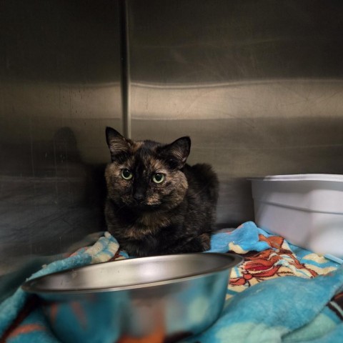 Tau, an adoptable Domestic Short Hair in Nampa, ID, 83651 | Photo Image 1