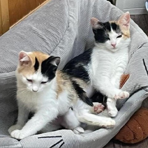 Cashew - Gentle & Sweet kitten, Bonded w/ Peanut! $50 adoption fee for the pair, an adoptable Domestic Short Hair in Flagstaff, AZ, 86004 | Photo Image 1