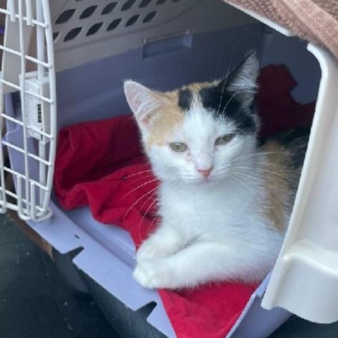 Cashew - Gentle & Sweet kitten, Bonded w/ Peanut! $50 adoption fee for the pair, an adoptable Domestic Short Hair in Flagstaff, AZ, 86004 | Photo Image 2