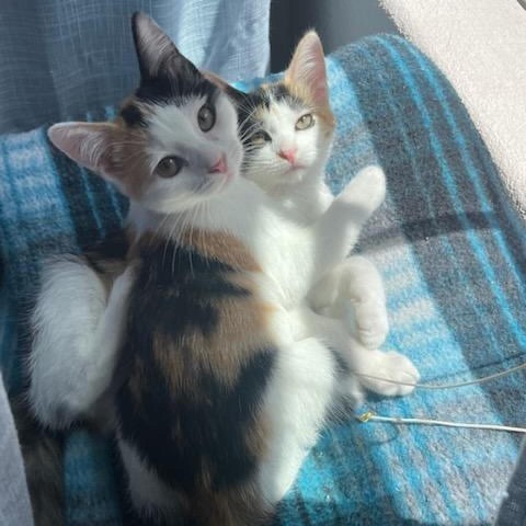 Cashew - Gentle & Sweet kitten, Bonded w/ Peanut! $50 adoption fee for the pair, an adoptable Domestic Short Hair in Flagstaff, AZ, 86004 | Photo Image 5