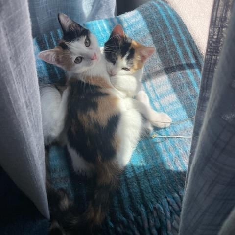 Cashew - Gentle & Sweet kitten, Bonded w/ Peanut! $50 adoption fee for the pair, an adoptable Domestic Short Hair in Flagstaff, AZ, 86004 | Photo Image 6