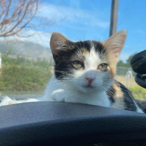 Peanut - Social, snuggly, & sweet kitten! Bonded w/ Cashew! $50 adoption fee for the pair, an adoptable Domestic Short Hair in Flagstaff, AZ, 86004 | Photo Image 3