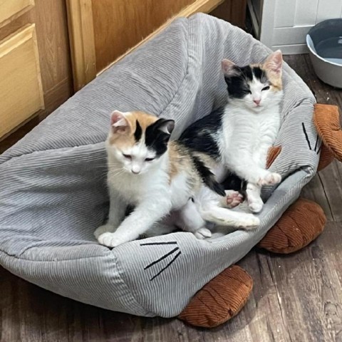 Peanut - Social, snuggly, & sweet kitten! Bonded w/ Cashew! $50 adoption fee for the pair, an adoptable Domestic Short Hair in Flagstaff, AZ, 86004 | Photo Image 4