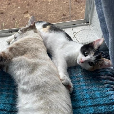 Peanut - Social, snuggly, & sweet kitten! Bonded w/ Cashew! $50 adoption fee for the pair, an adoptable Domestic Short Hair in Flagstaff, AZ, 86004 | Photo Image 5