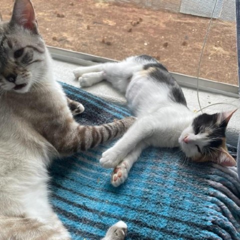 Peanut - Social, snuggly, & sweet kitten! Bonded w/ Cashew! $50 adoption fee for the pair, an adoptable Domestic Short Hair in Flagstaff, AZ, 86004 | Photo Image 6