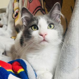 Handsome check Sociable check The kitty of your dreams check Or at least so says my foster mom