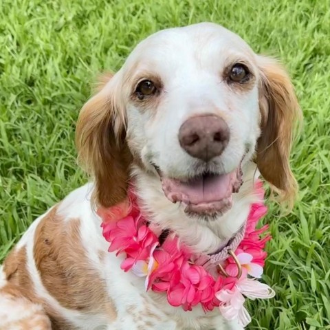 Molly, an adoptable Brittany Spaniel in Kailua Kona, HI, 96740 | Photo Image 1