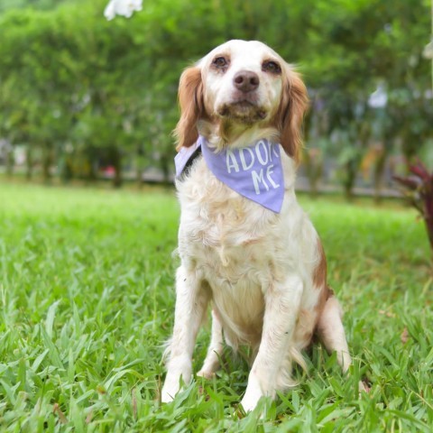 Molly, an adoptable Brittany Spaniel in Kailua Kona, HI, 96740 | Photo Image 2