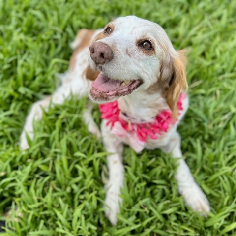 Molly, an adoptable Brittany Spaniel in Kailua Kona, HI, 96740 | Photo Image 3