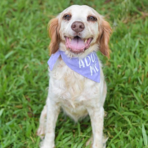 Molly, an adoptable Brittany Spaniel in Kailua Kona, HI, 96740 | Photo Image 4