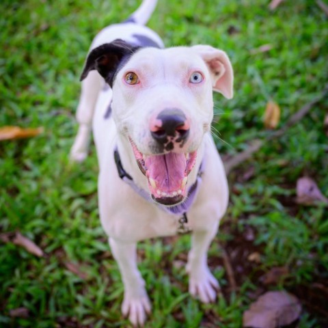 Eloise, an adoptable Mixed Breed in Kailua Kona, HI, 96740 | Photo Image 1