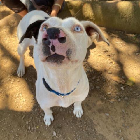 Eloise, an adoptable Mixed Breed in Kailua Kona, HI, 96740 | Photo Image 2