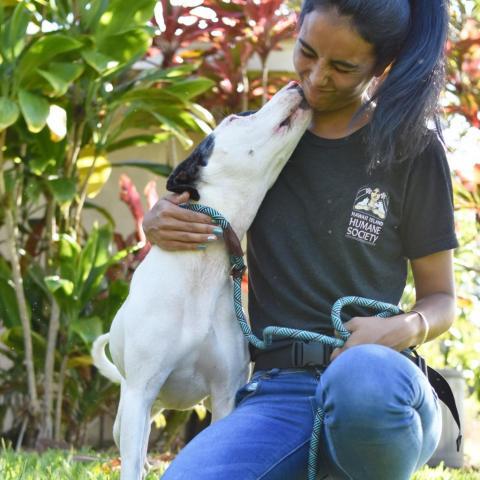 Eloise, an adoptable Mixed Breed in Kailua Kona, HI, 96740 | Photo Image 4