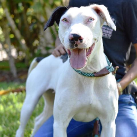 Eloise, an adoptable Mixed Breed in Kailua Kona, HI, 96740 | Photo Image 5