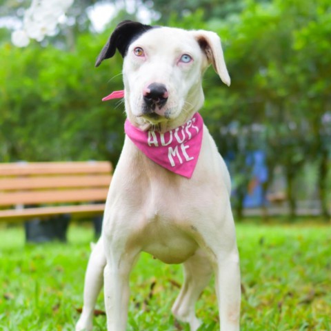 Eloise, an adoptable Mixed Breed in Kailua Kona, HI, 96740 | Photo Image 6