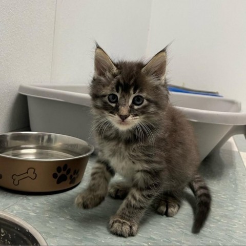 Billie Kit, an adoptable Domestic Short Hair in Mount Shasta, CA, 96067 | Photo Image 1