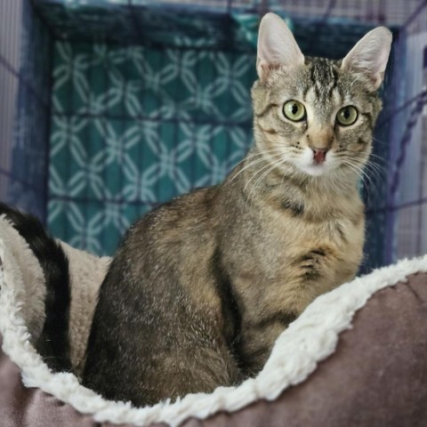 Millie, an adoptable Domestic Short Hair in Mount Shasta, CA, 96067 | Photo Image 1