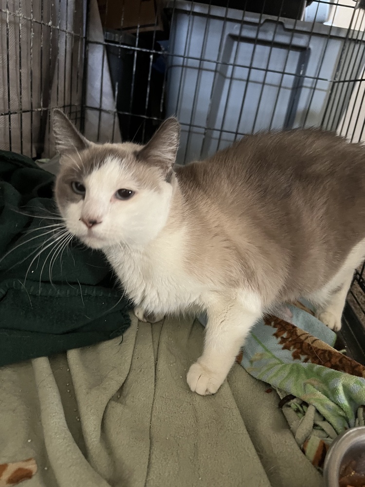 Minnie, an adoptable Domestic Short Hair in Moses Lake, WA, 98837 | Photo Image 1