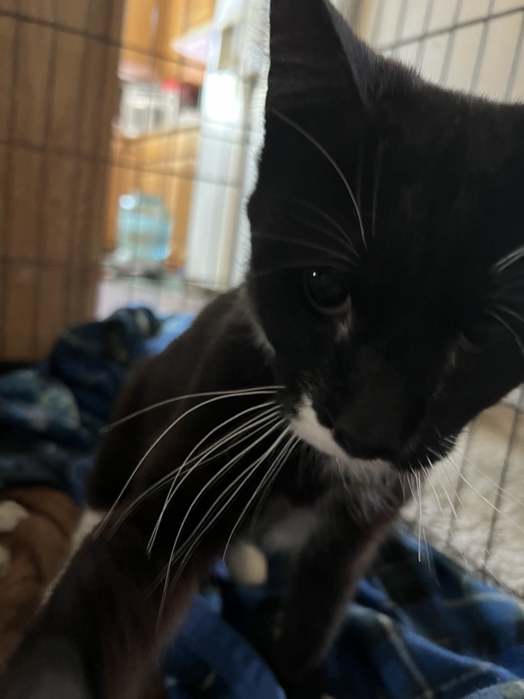 Dude, an adoptable Domestic Short Hair in Moses Lake, WA, 98837 | Photo Image 1