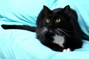 Nicos is a shy kitty who needs a little time to decompress He is starting to trust our volunteers a