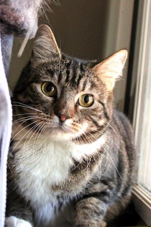 Miley Tabby Cat