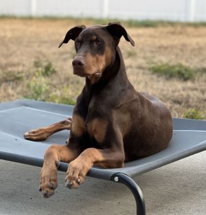 Banks Doberman Pinscher Dog