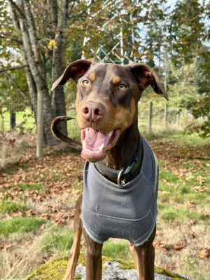 Banks Doberman Pinscher Dog