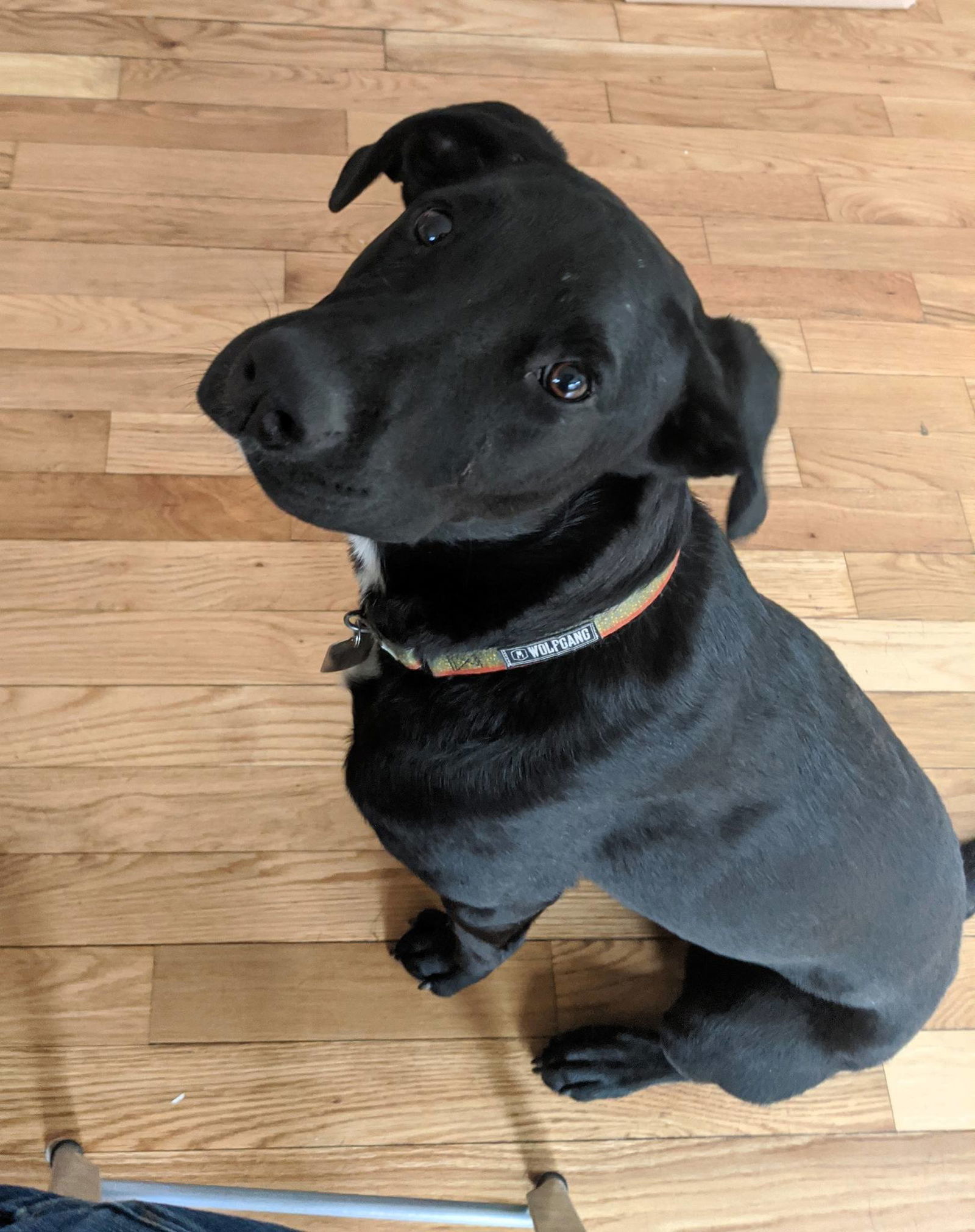 Otto, an adoptable Mixed Breed in Shelburne, VT, 05482 | Photo Image 1
