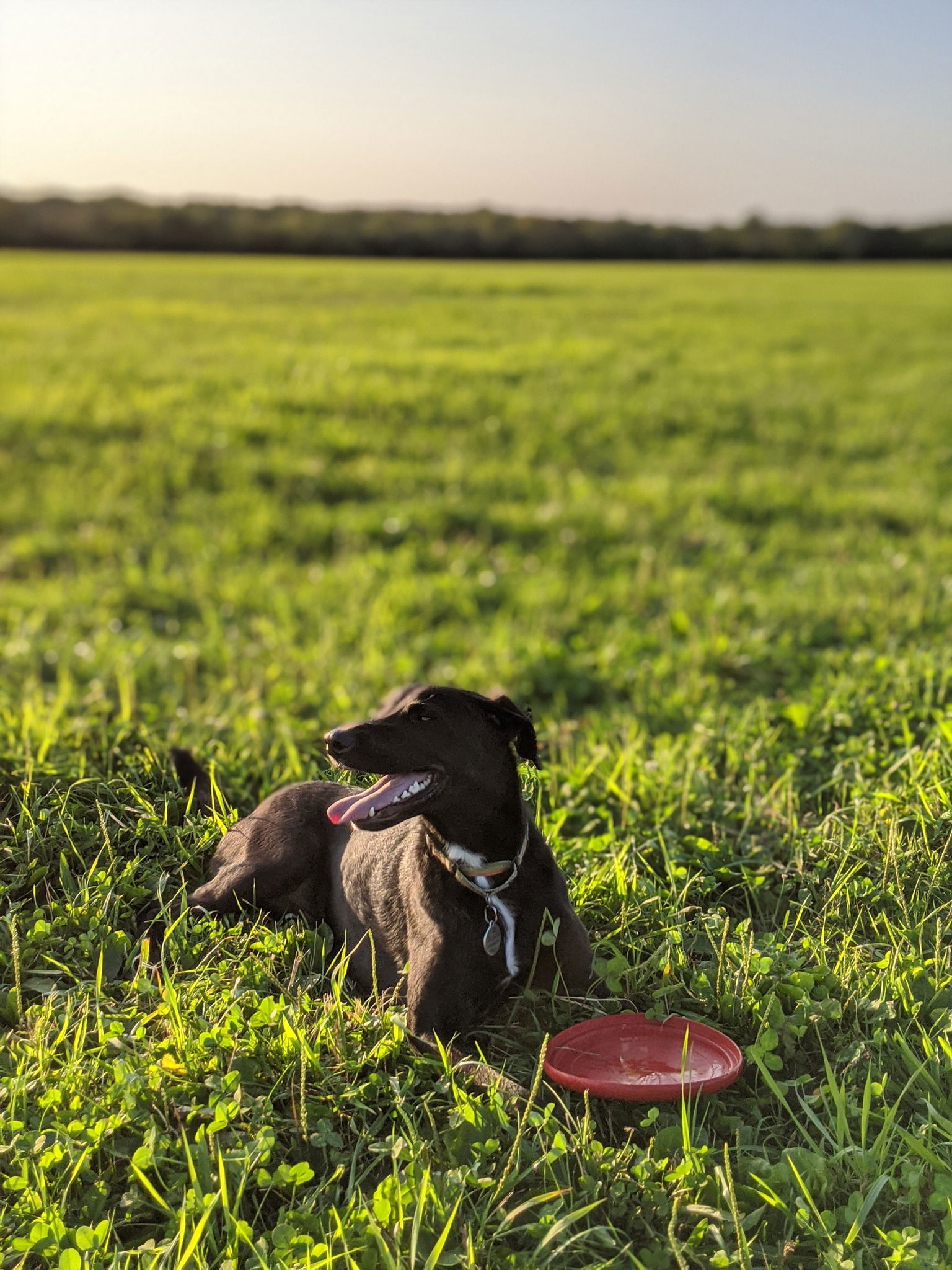 Otto, an adoptable Mixed Breed in Shelburne, VT, 05482 | Photo Image 2