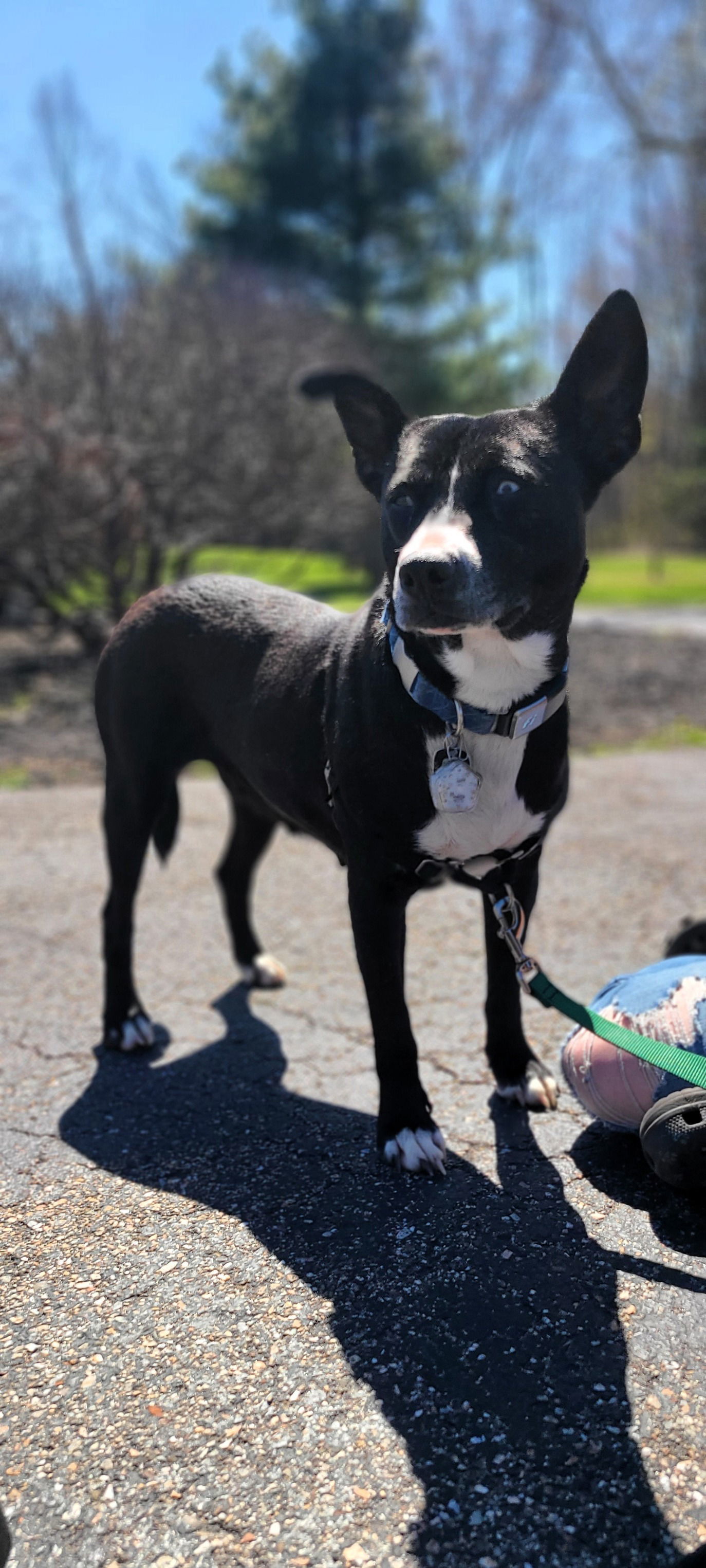 Opal, an adoptable Mixed Breed in Shelburne, VT, 05482 | Photo Image 1