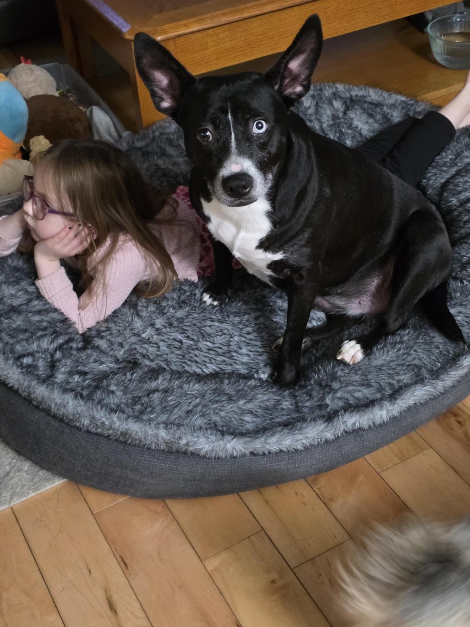 Opal, an adoptable Mixed Breed in Shelburne, VT, 05482 | Photo Image 2