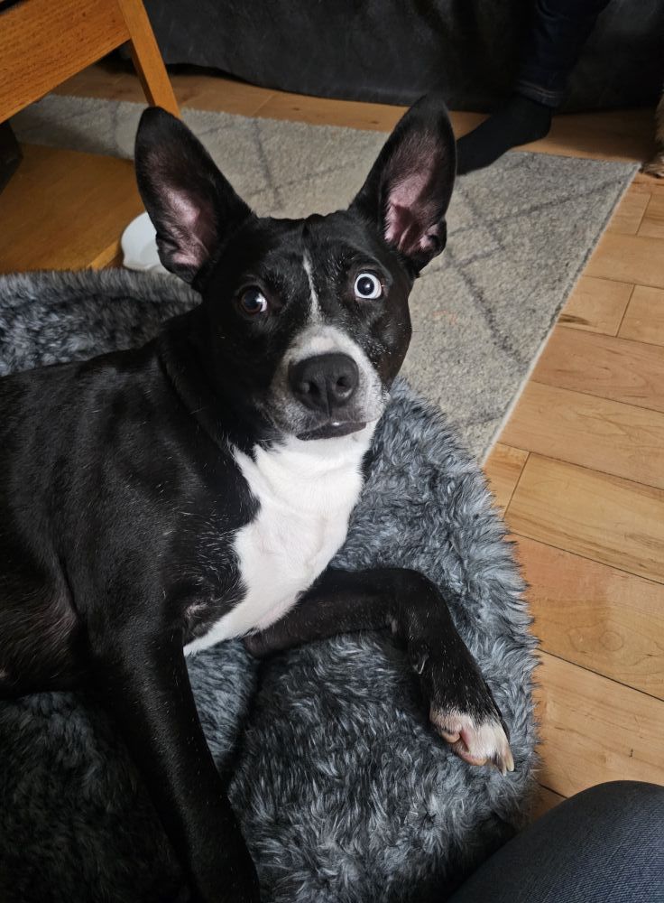 Opal, an adoptable Mixed Breed in Shelburne, VT, 05482 | Photo Image 3