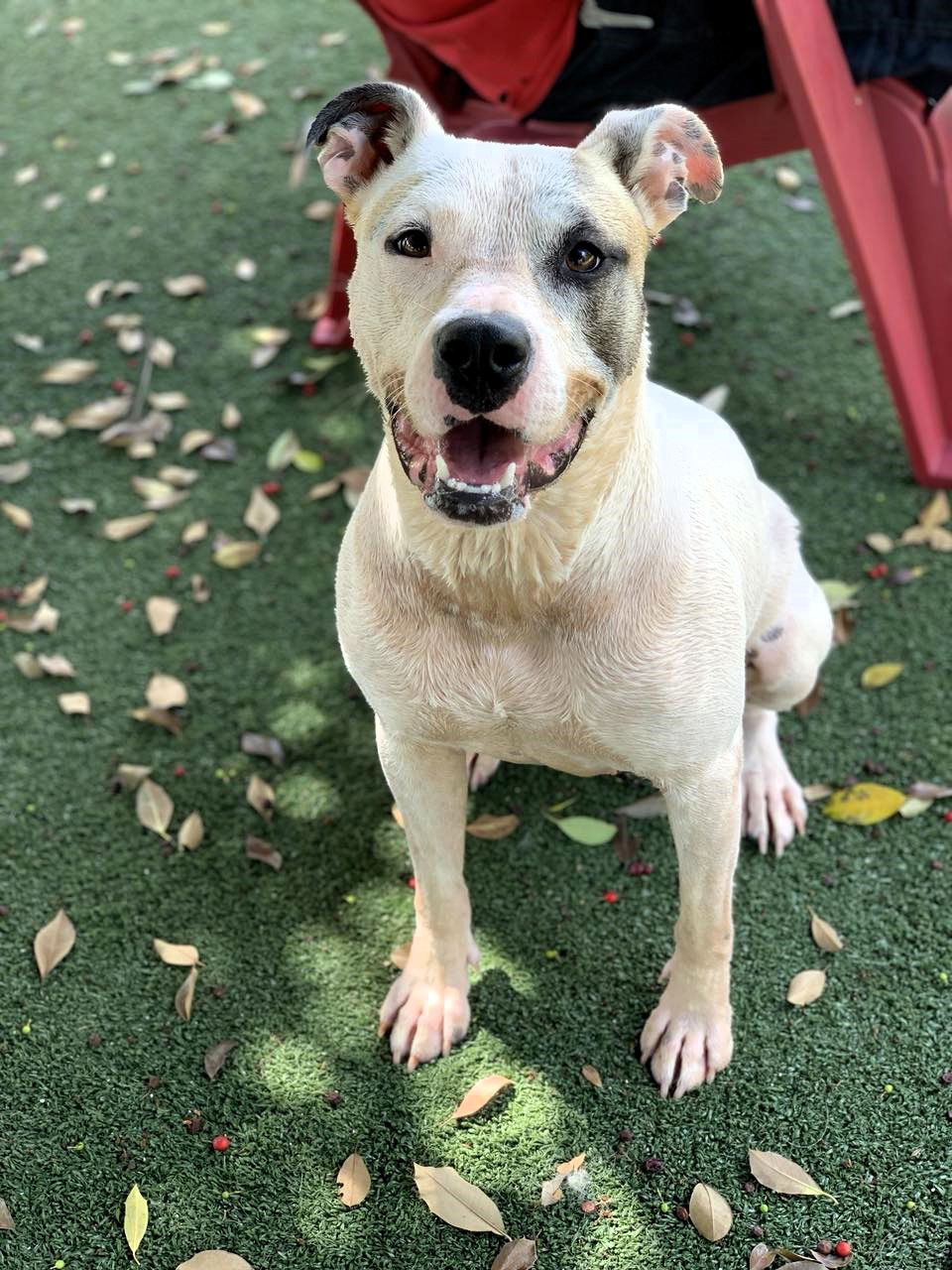 Leia, an adoptable Mixed Breed in Shelburne, VT, 05482 | Photo Image 1