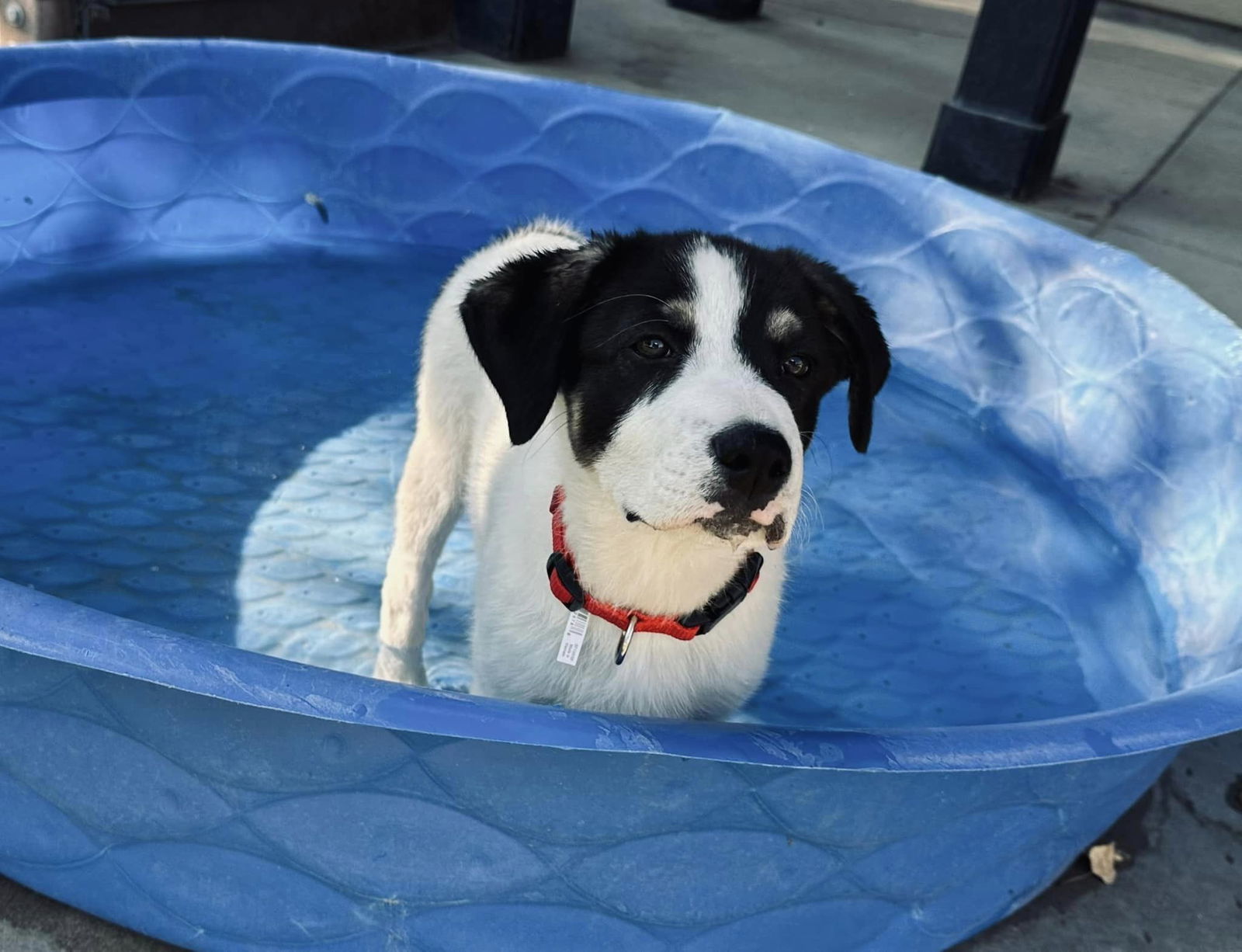 Zucchini, an adoptable Border Collie, Jack Russell Terrier in Midway, UT, 84049 | Photo Image 1