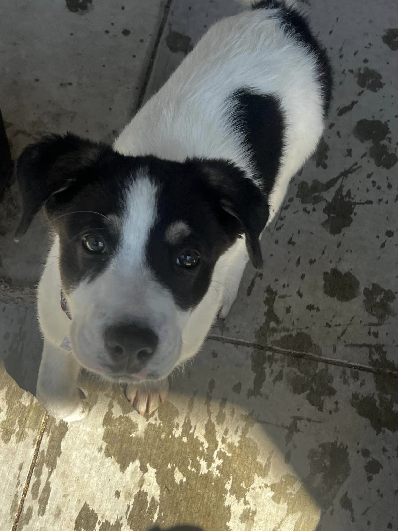 Zucchini, an adoptable Border Collie, Jack Russell Terrier in Midway, UT, 84049 | Photo Image 3