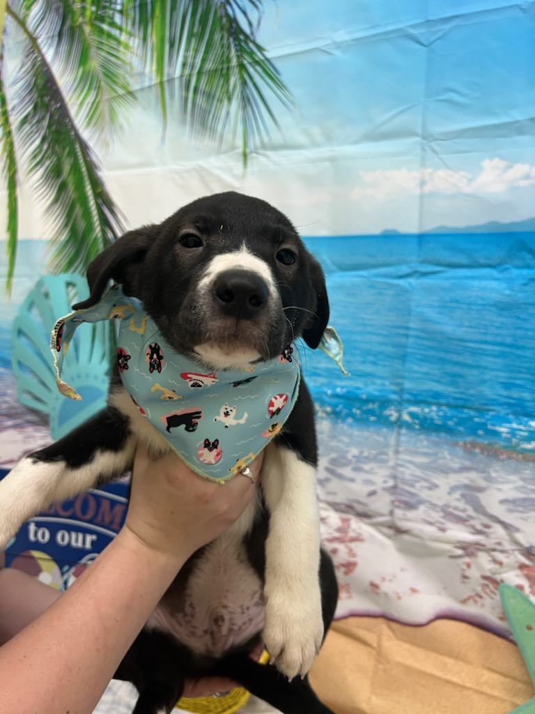 Dumpling Brody, an adoptable Australian Cattle Dog / Blue Heeler, Great Pyrenees in Midway, UT, 84049 | Photo Image 3