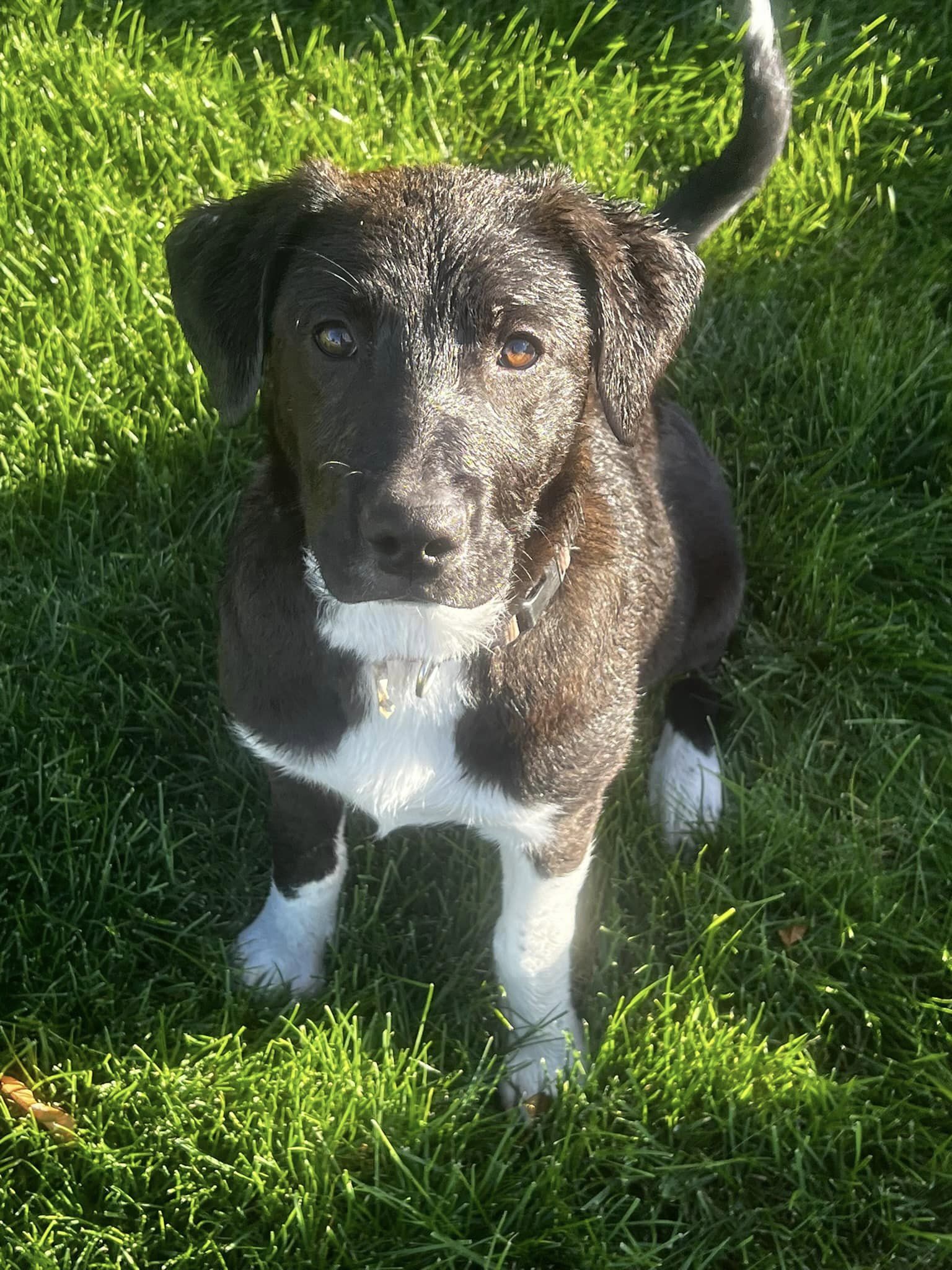 Patty Pan, an adoptable Great Pyrenees, Australian Cattle Dog / Blue Heeler in Midway, UT, 84049 | Photo Image 1