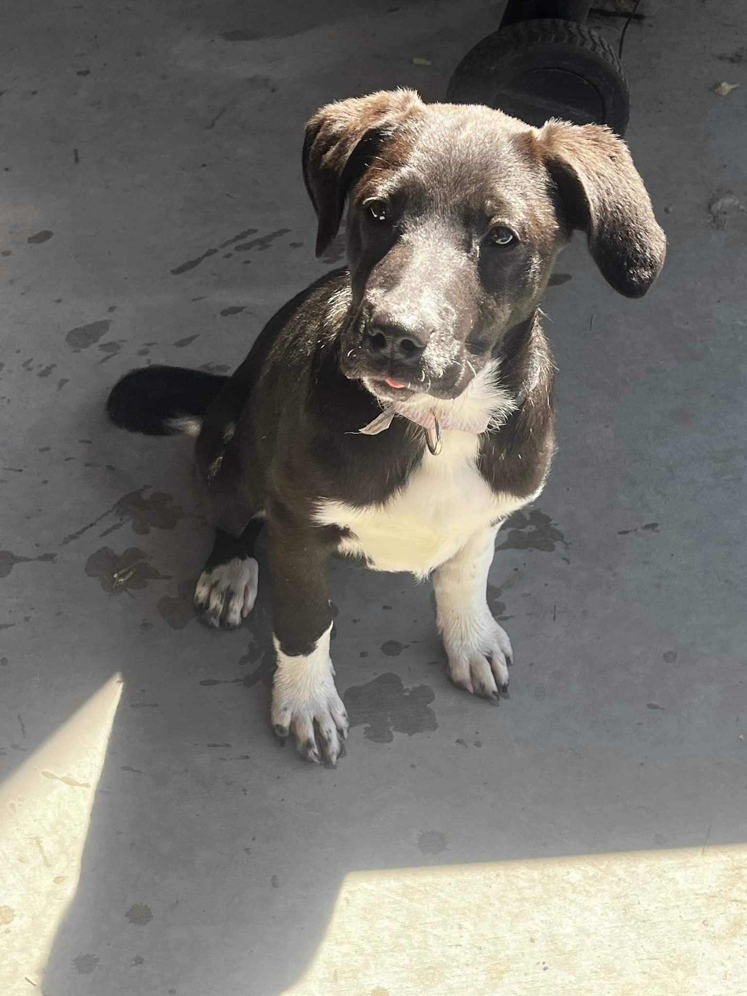 Patty Pan, an adoptable Great Pyrenees, Australian Cattle Dog / Blue Heeler in Midway, UT, 84049 | Photo Image 2