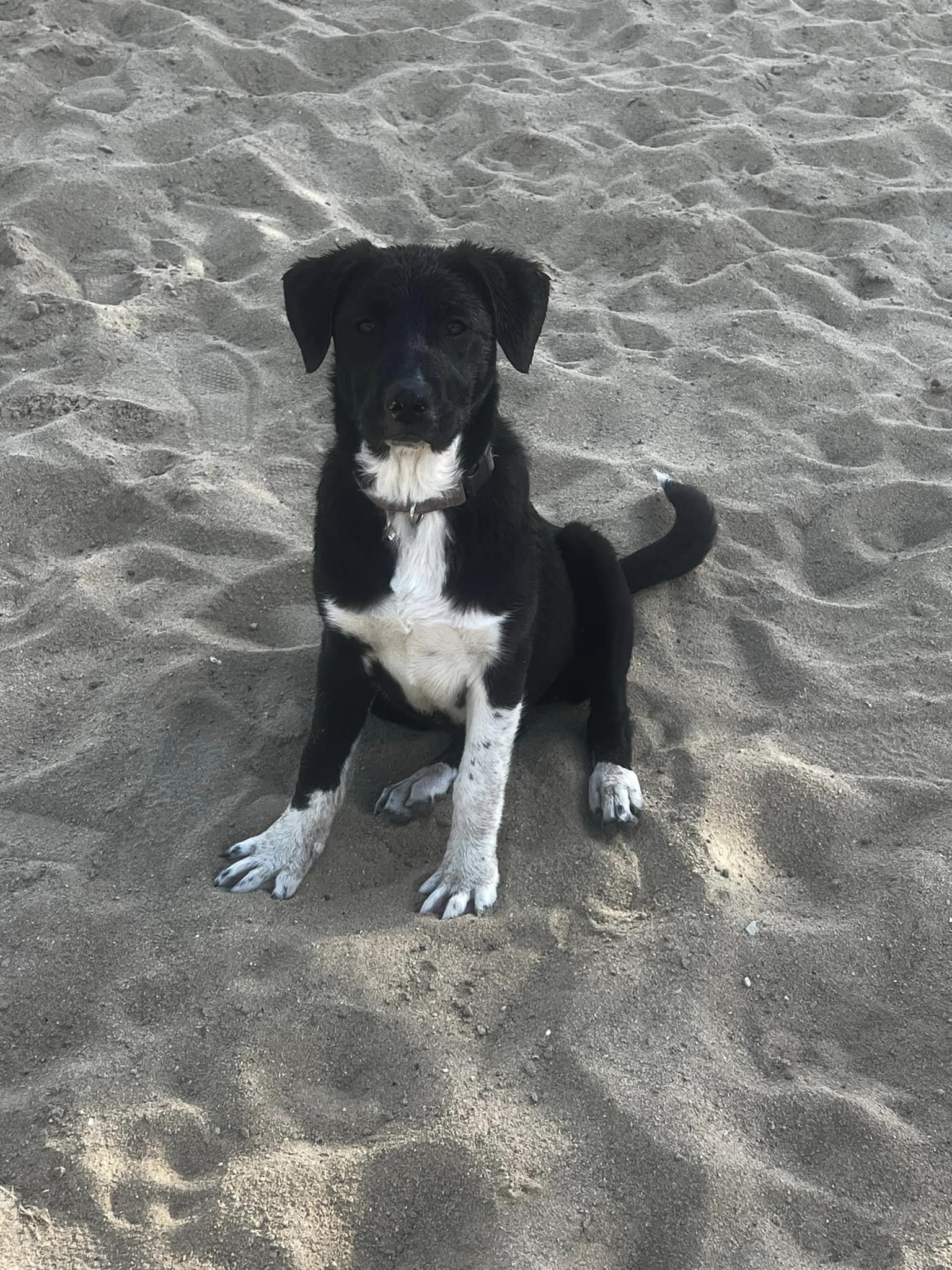 Patty Pan, an adoptable Great Pyrenees, Australian Cattle Dog / Blue Heeler in Midway, UT, 84049 | Photo Image 3