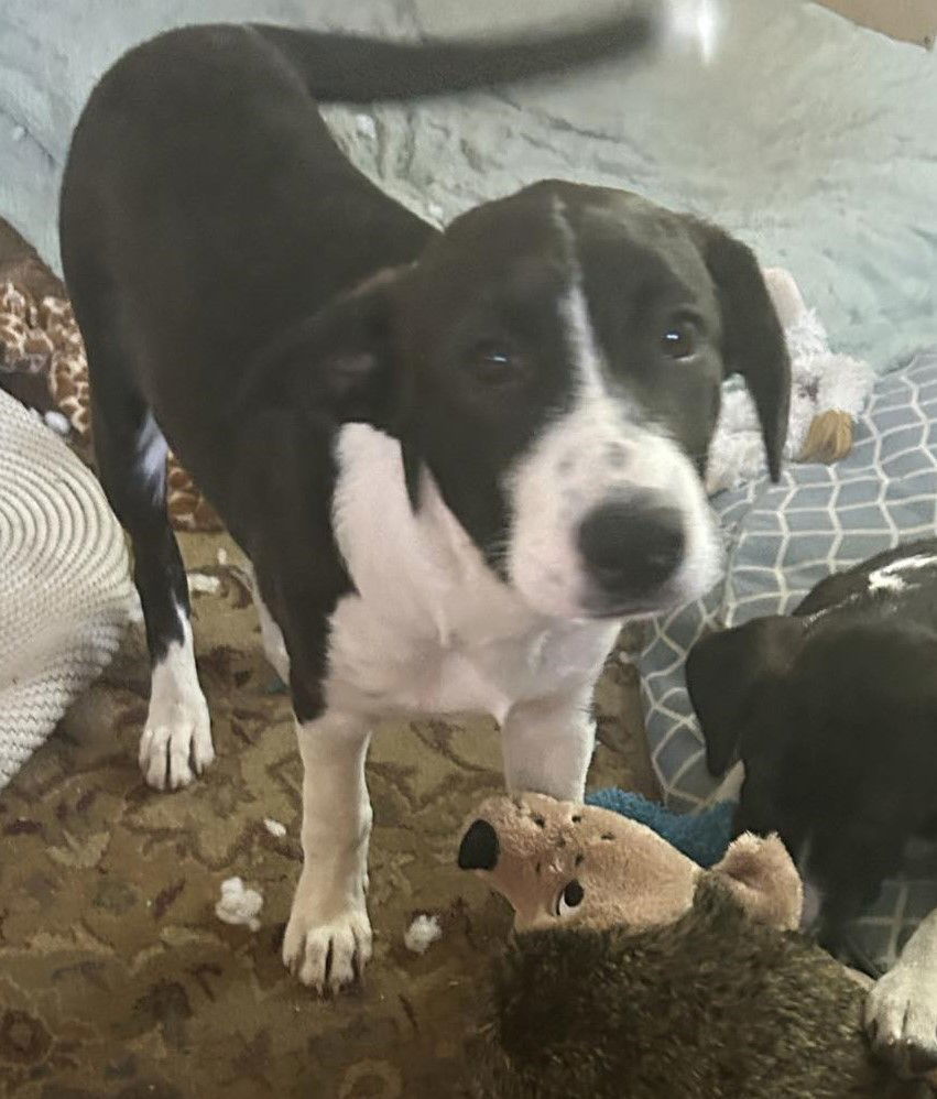 Squash Buck, an adoptable Australian Cattle Dog / Blue Heeler, Great Pyrenees in Midway, UT, 84049 | Photo Image 2