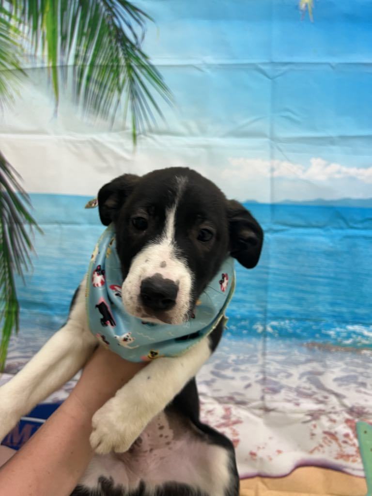 Squash Buck, an adoptable Australian Cattle Dog / Blue Heeler, Great Pyrenees in Midway, UT, 84049 | Photo Image 3